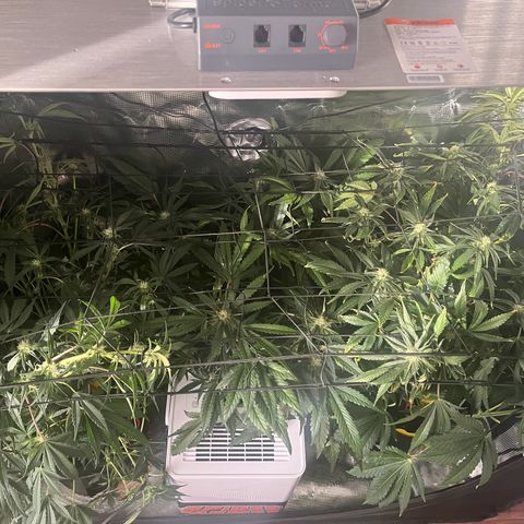 Cherry Cola Auto growlog timeline photo