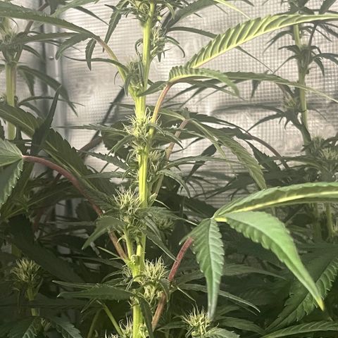 Cherry Cola Auto growlog timeline photo