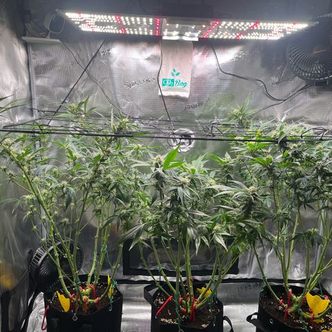 Cherry Cola Auto growlog timeline photo
