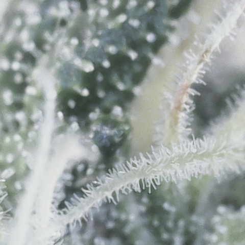 Cherry Cola Auto growlog timeline photo