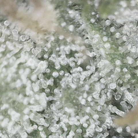 Cherry Cola Auto growlog timeline photo