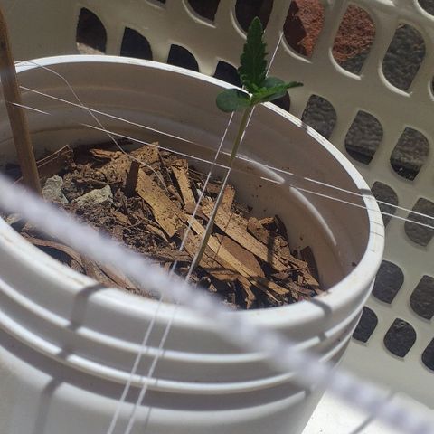 Violeta growlog photo: Coloquei linhas para proteger as plantas contra os ventos fortes