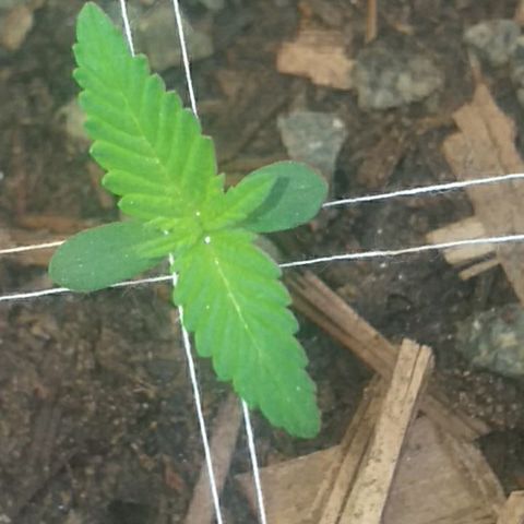 Violeta growlog timeline photo
