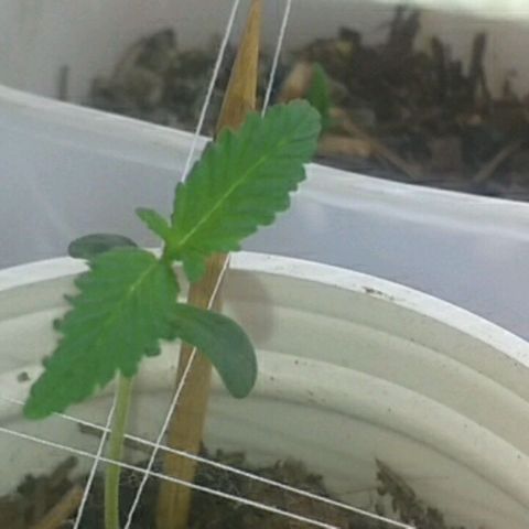 Iracema growlog timeline photo
