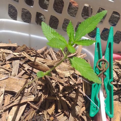 Violeta growlog timeline photo