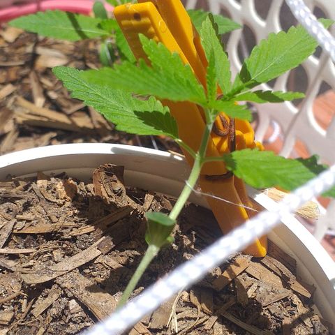 Iracema growlog timeline photo