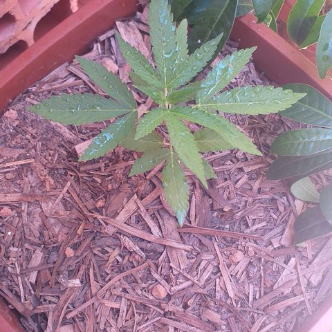 Violeta growlog photo: Maior destaque atual, super saudável 
