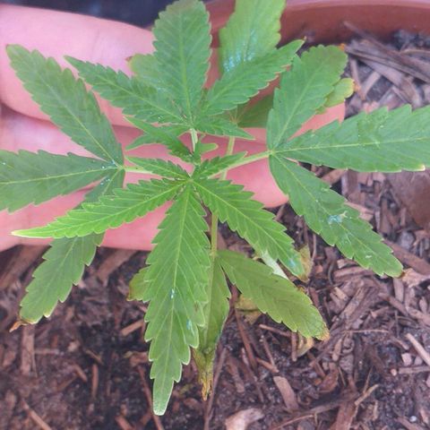 Iracema growlog photo: Está apresentando possíveis sinais de overfert ou falta de potássio e cálcio 