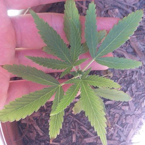 Iracema growlog photo: 😔😔