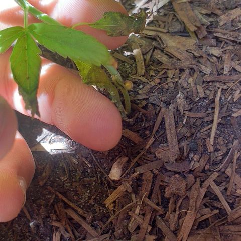 Iracema growlog photo: 😔😔