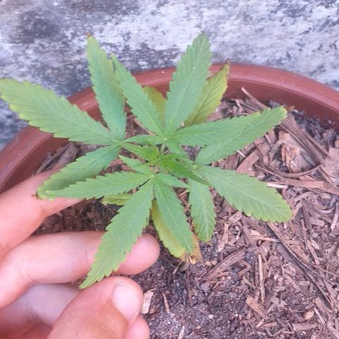 Iracema growlog photo: Ainda sofrendo com overfert