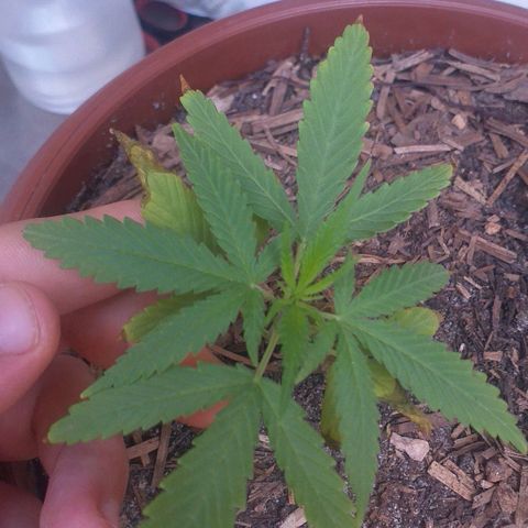 Iracema growlog photo: Antes do Flush