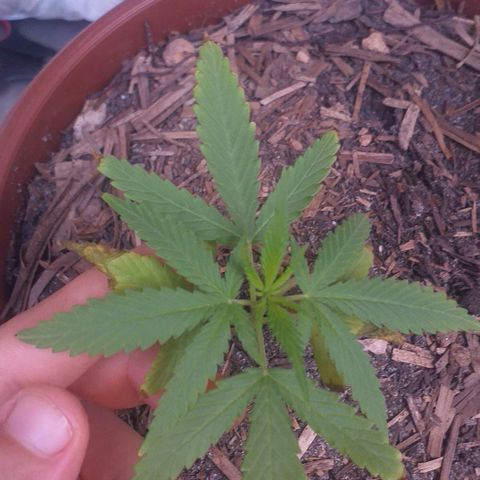 Iracema growlog photo: Antes do Flush