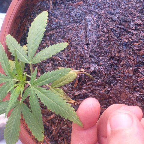 Iracema growlog photo: Depois do Flush 