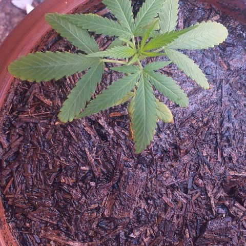 Iracema growlog photo: Depois do Flush 