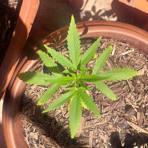Iracema growlog photo: Primeiro dia depois do Flush