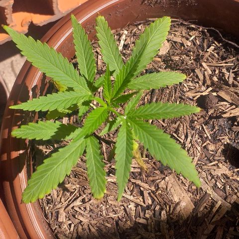 Iracema growlog photo: Primeiro dia depois do Flush