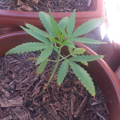 Iracema growlog photo: Primeiro dia depois do Flush