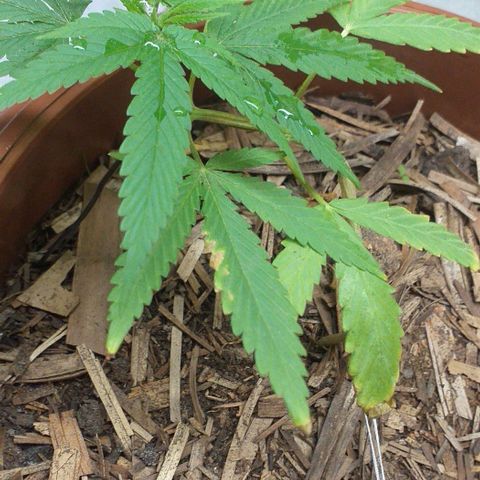 Iracema growlog timeline photo