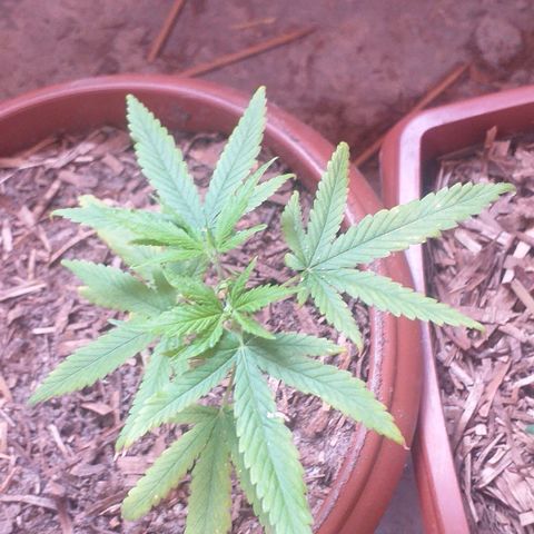 Violeta growlog timeline photo