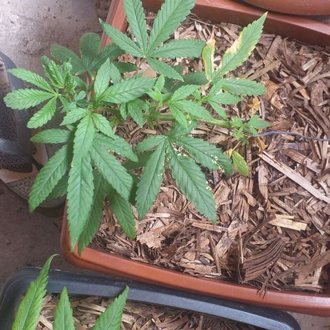 Iracema growlog timeline photo
