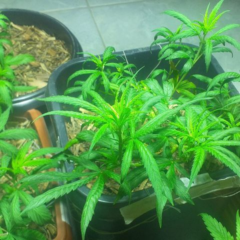 Violeta growlog photo: Plantas em formas de garras hoje