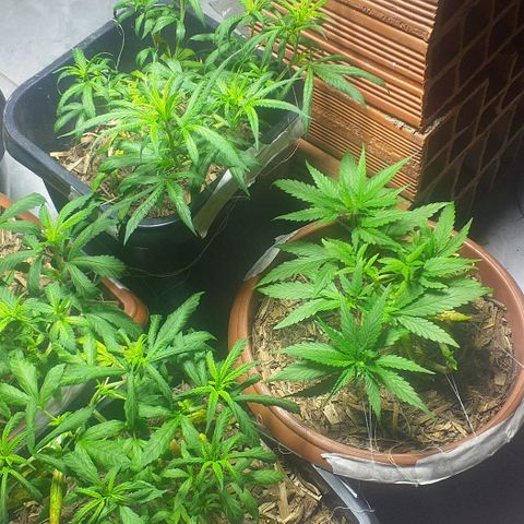 Violeta growlog photo: Plantas em formas de garras hoje