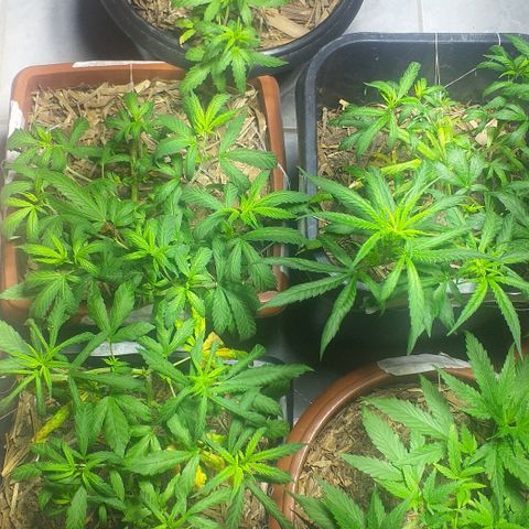 Violeta growlog photo: Plantas em formas de garras hoje