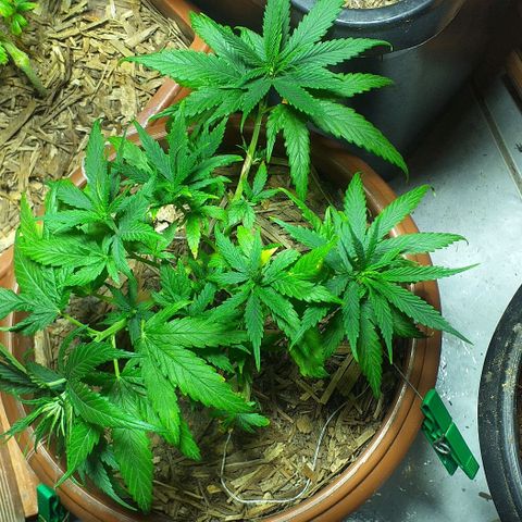 Violeta growlog timeline photo