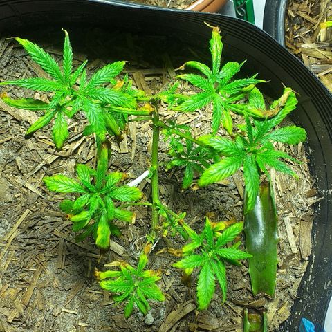 Violeta growlog timeline photo