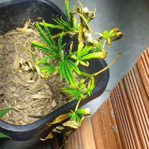 Violeta growlog timeline photo