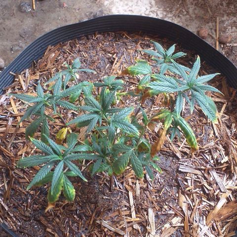 Violeta growlog timeline photo