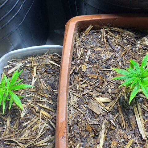 Violeta growlog timeline photo