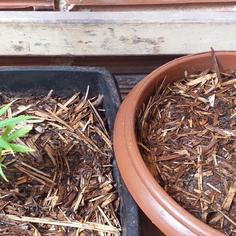 Violeta growlog timeline photo
