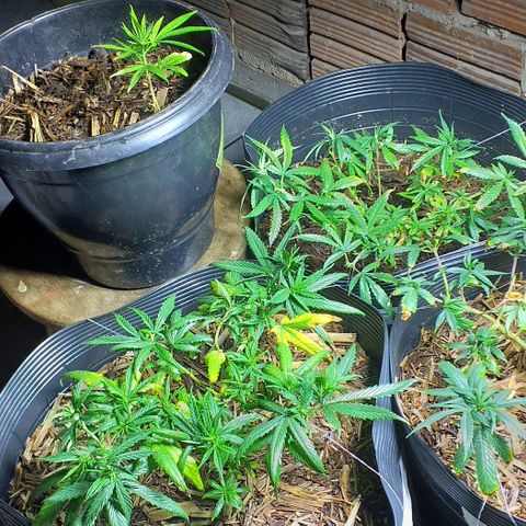 Violeta growlog timeline photo