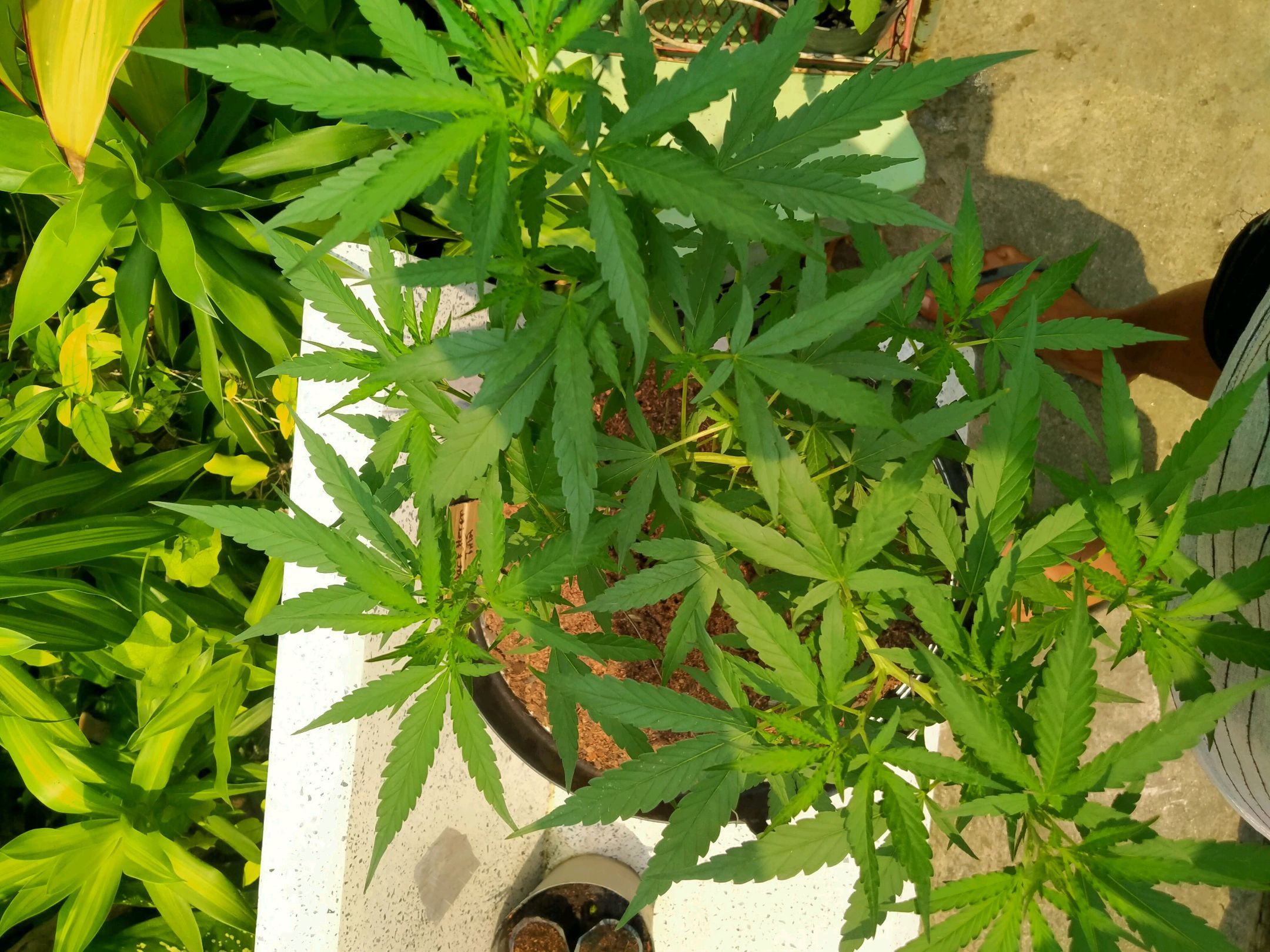 Jack Herer โฟโต้ growlog header