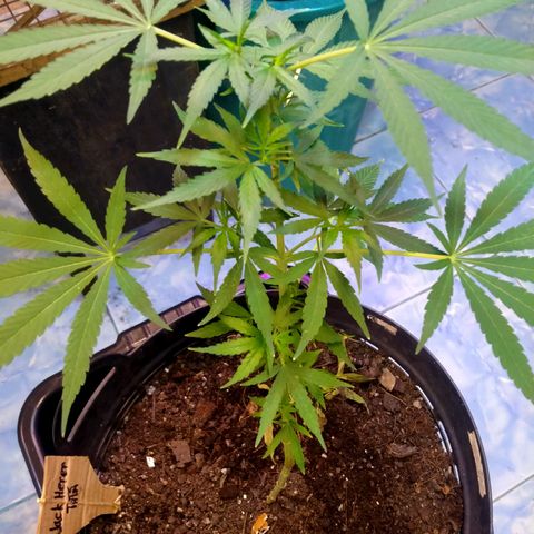 Jack Herer โฟโต้ growlog photo