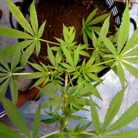 Jack Herer โฟโต้ growlog photo