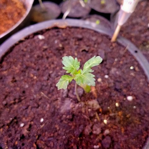 OG Kush ออโต้ growlog timeline photo