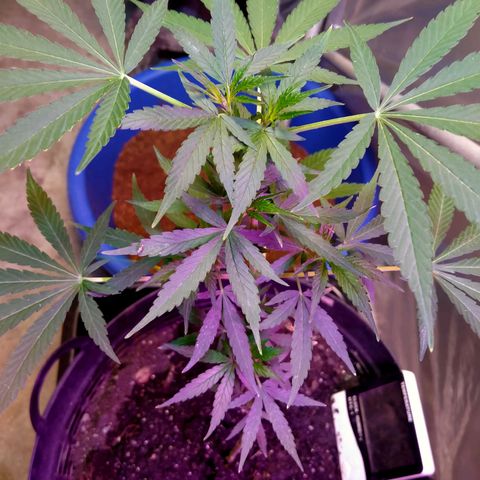 Jack Herer โฟโต้ growlog photo