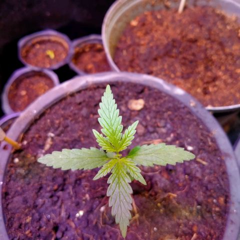 AK - 47 โฟโต้ growlog timeline photo