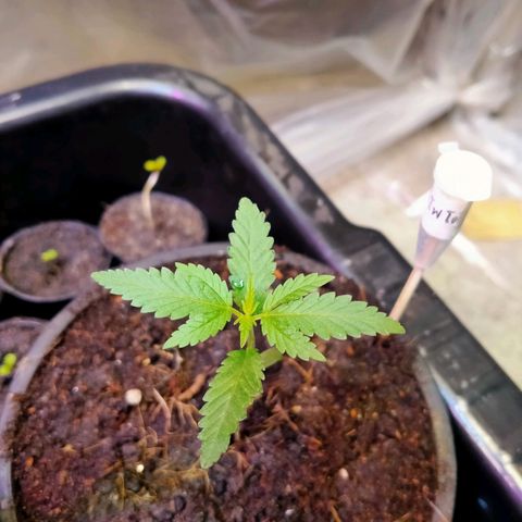 Gorilla โฟโต้ growlog timeline photo