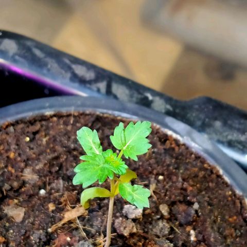 OG Kush ออโต้ growlog timeline photo