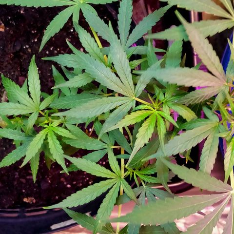 Jack Herer โฟโต้ growlog photo