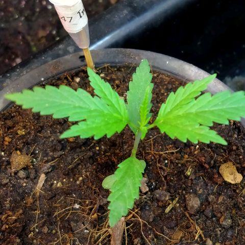 AK - 47 โฟโต้ growlog timeline photo