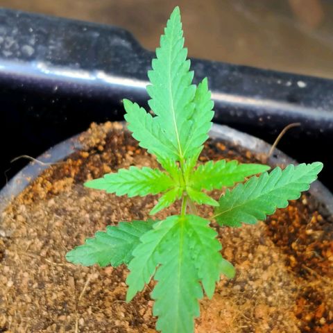 Gorilla โฟโต้ growlog timeline photo