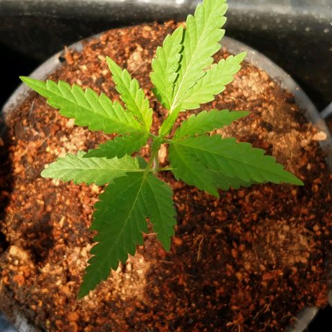 Gorilla โฟโต้ growlog timeline photo