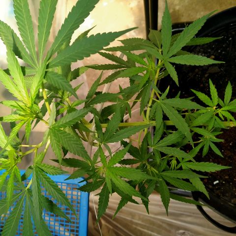 Jack Herer โฟโต้ growlog timeline photo
