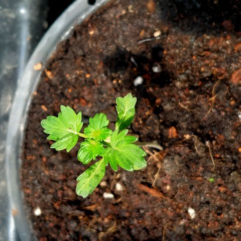 OG Kush ออโต้ growlog timeline photo