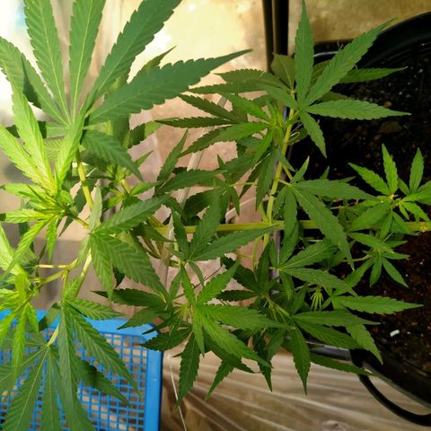 Jack Herer โฟโต้ growlog photo